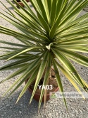 Yucca aloifolia marginata - wysokość całkowita z donicą: ok. 130cm