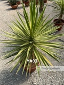 Yucca aloifolia marginata - wysokość całkowita z donicą: ok. 130cm