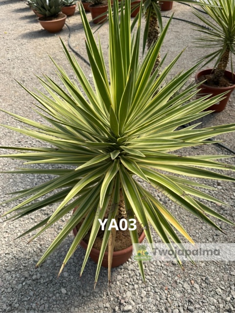 Yucca aloifolia marginata - wysokość całkowita z donicą: ok. 130cm
