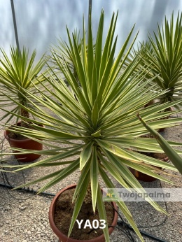 Yucca aloifolia marginata - wysokość całkowita z donicą: ok. 130cm