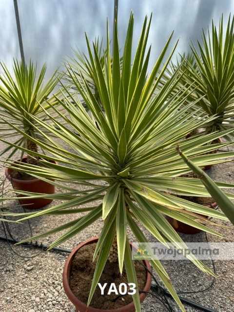 Yucca aloifolia marginata - wysokość całkowita z donicą: ok. 130cm