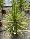 Yucca aloifolia marginata - wysokość całkowita z donicą: ok. 130cm