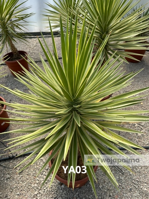 Yucca aloifolia marginata - wysokość całkowita z donicą: ok. 130cm