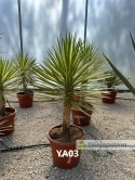 Yucca aloifolia marginata - wysokość całkowita z donicą: ok. 130cm