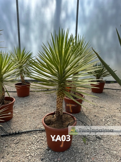 Yucca aloifolia marginata - wysokość całkowita z donicą: ok. 130cm
