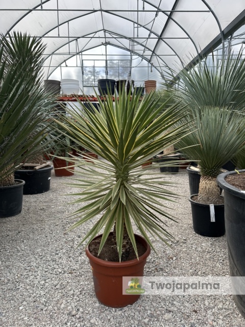 Yucca aloifolia marginata - wysokość całkowita z donicą: ok. 120cm