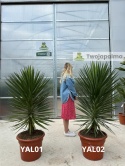 Yucca aloifolia - wys. całkowita: ok.150cm