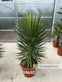 Yucca aloifolia - wys. całkowita: ok.150cm