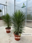 Yucca aloifolia - wys. całkowita: ok.150cm