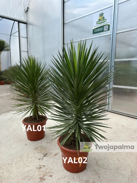 Yucca aloifolia - wys. całkowita: ok.150cm