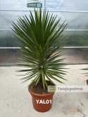 Yucca aloifolia - wys. całkowita: ok.150cm