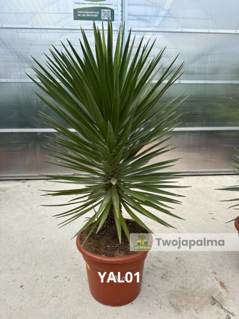 Yucca aloifolia - wys. całkowita: ok.150cm