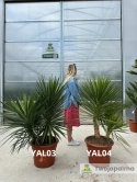 Yucca aloifolia - 2 pnie wys. całkowita: ok.140cm