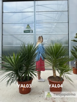 Yucca aloifolia - 2 pnie wys. całkowita: ok.140cm