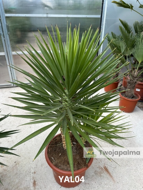 Yucca aloifolia - 2 pnie wys. całkowita: ok.140cm