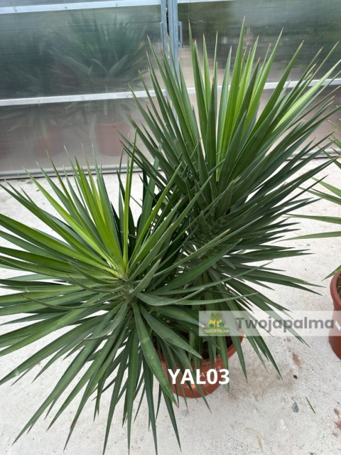 Yucca aloifolia - 2 pnie wys. całkowita: ok.140cm