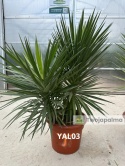 Yucca aloifolia - 2 pnie wys. całkowita: ok.140cm