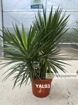 Yucca aloifolia - 2 pnie wys. całkowita: ok.140cm