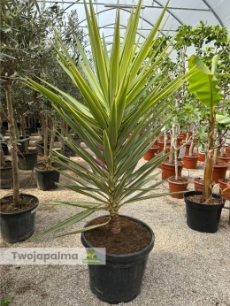 Yucca elephantipes 'Jewel' - Juka słoniowa 'Jewel' wys. całkowita: ok.170cm