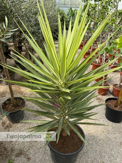 Yucca elephantipes 'Jewel' - Juka słoniowa 'Jewel' wys. całkowita: ok.170cm