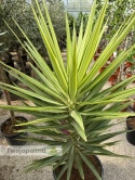 Yucca elephantipes 'Jewel' - Juka słoniowa 'Jewel' wys. całkowita: ok.170cm