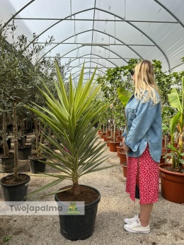 Yucca elephantipes 'Jewel' - Juka słoniowa 'Jewel' wys. całkowita: ok.170cm