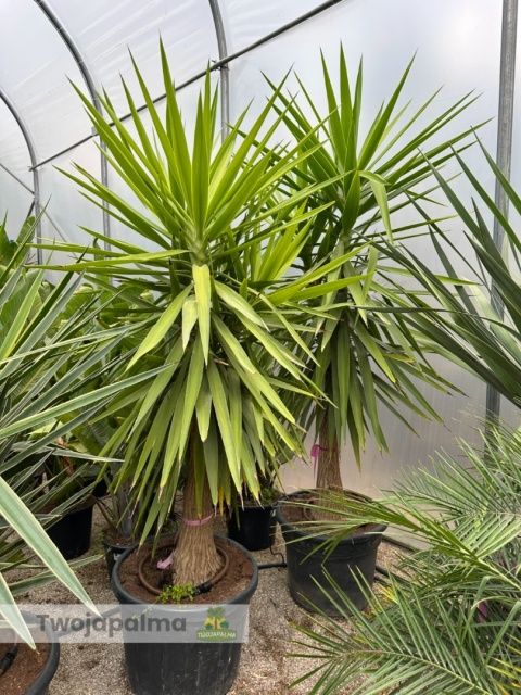 Yucca elephantipes - Juka słoniowa wysokość całkowita: ok. 210cm