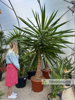 Yucca elephantipes - Juka słoniowa wysokość całkowita: ok. 280cm
