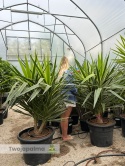 Yucca elephantipes 'Puck' - Juka gwatemalska - wysokość całkowita: ok. 160cm