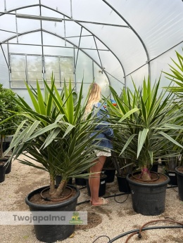 Yucca elephantipes 'Puck' - Juka gwatemalska - wysokość całkowita: ok. 160cm