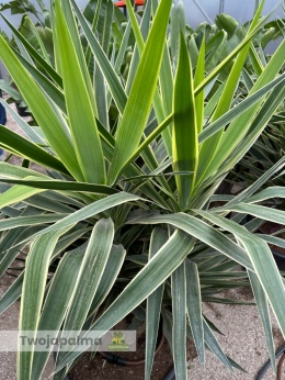 Yucca elephantipes 'Puck' - Juka gwatemalska - wysokość całkowita: ok. 160cm