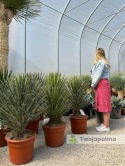 Yucca filifera wysokość całkowita: 110-120cm