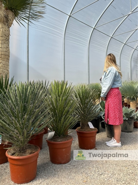 Yucca filifera wysokość całkowita: 110-120cm