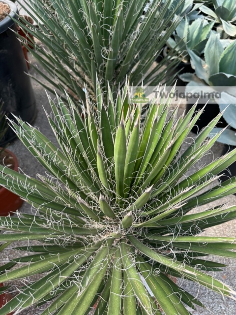 Yucca filifera wysokość całkowita: 110-120cm