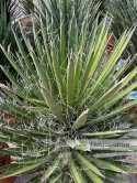 Yucca filifera wysokość całkowita: 110-120cm
