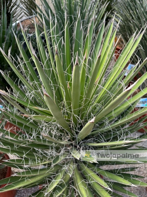 Yucca filifera wysokość całkowita: 110-120cm