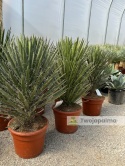 Yucca filifera wysokość całkowita: 110-120cm