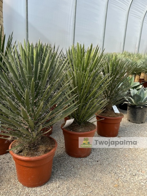 Yucca filifera wysokość całkowita: 110-120cm