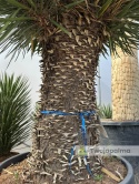 Yucca filifera kilkugłowa, wysokość całkowita: ok. 230cm