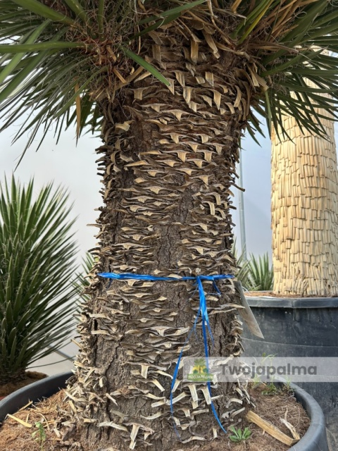 Yucca filifera kilkugłowa, wysokość całkowita: ok. 230cm