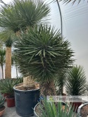 Yucca filifera kilkugłowa, wysokość całkowita: ok. 230cm