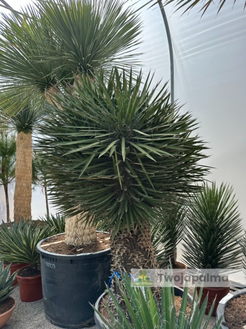 Yucca filifera kilkugłowa, wysokość całkowita: ok. 230cm