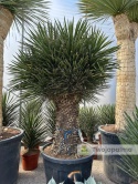 Yucca filifera kilkugłowa, wysokość całkowita: ok. 230cm