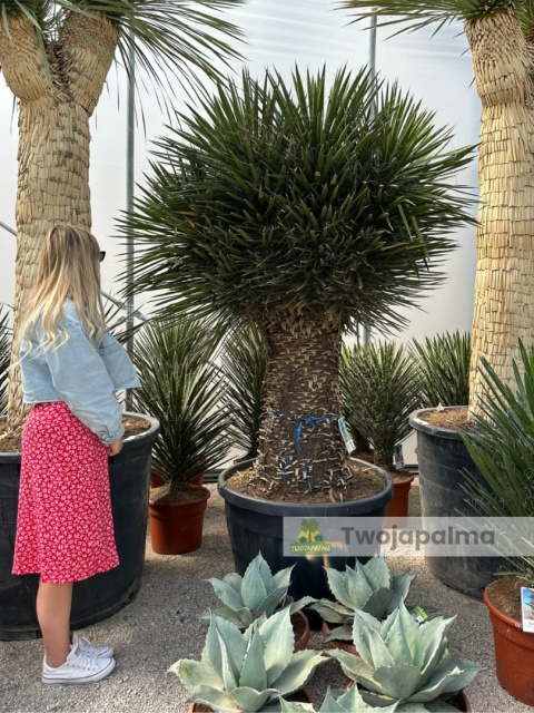 Yucca filifera kilkugłowa, wysokość całkowita: ok. 230cm