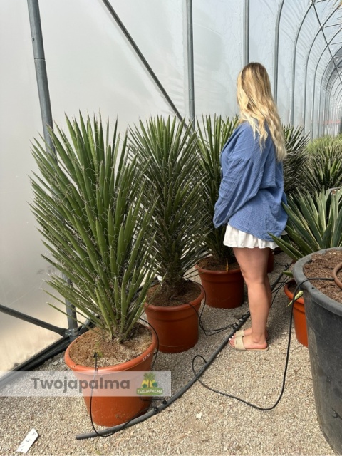 Yucca filifera wysokość całkowita: 140-150cm