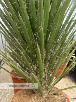 Yucca filifera wysokość całkowita: 140-150cm