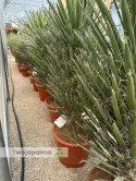 Yucca filifera wysokość całkowita: 140-150cm
