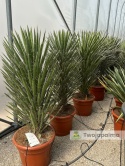 Yucca filifera wysokość całkowita: 140-150cm