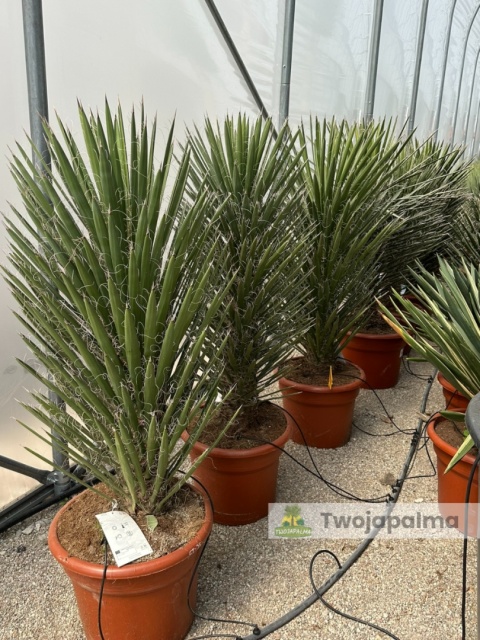 Yucca filifera wysokość całkowita: 140-150cm