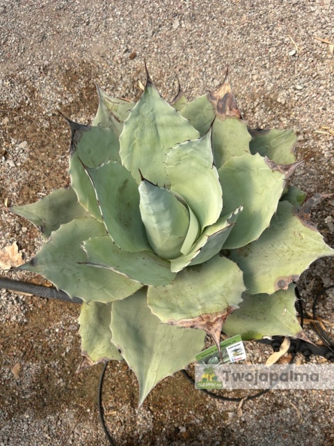 Agave/Agawa ovatifolia 'Iced heart' - wysokość z donicą: ok. 40-50cm, średnica: 40-50cm